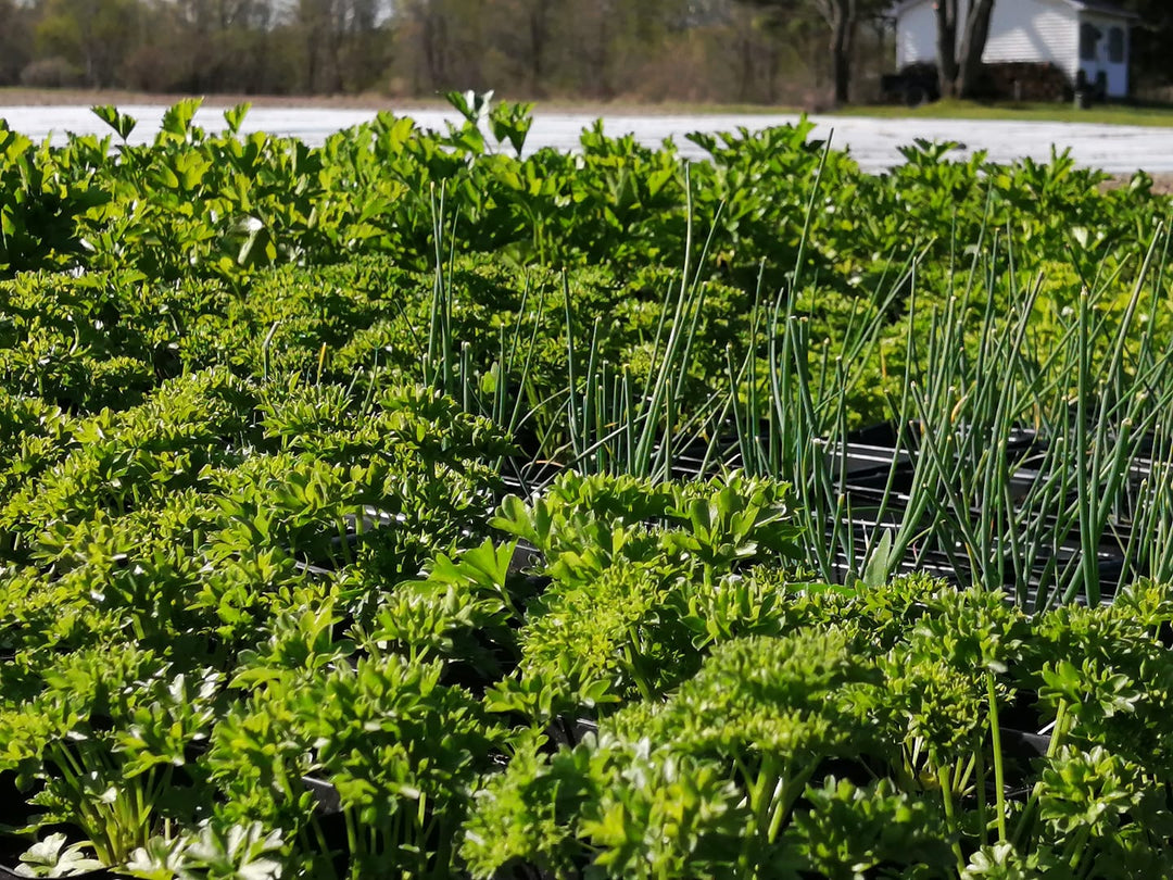 Plants de jardin