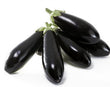 Plants - Aubergine traditionnelle 'Nigral'
