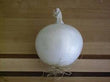 Plant - Oignons blanc Sweet White Wing (6)