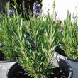Plants - Lavande ''Ellagance Purple''