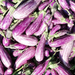 Plants - Aubergine miniature Fairy Tale