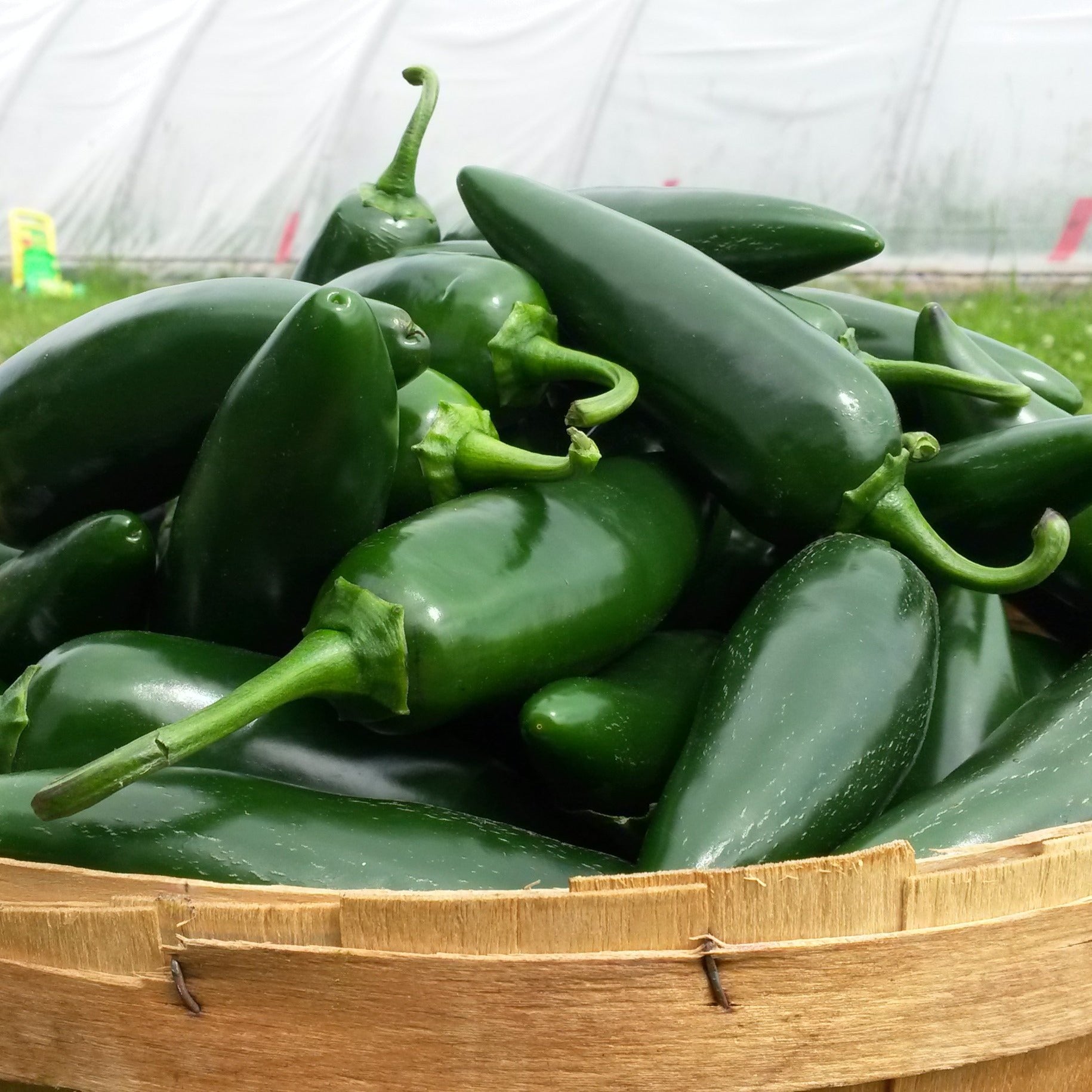 Piment Fort Jalapeño Ancestral – Joual Vert