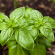 Plants - Basilic traditionnel Dolly