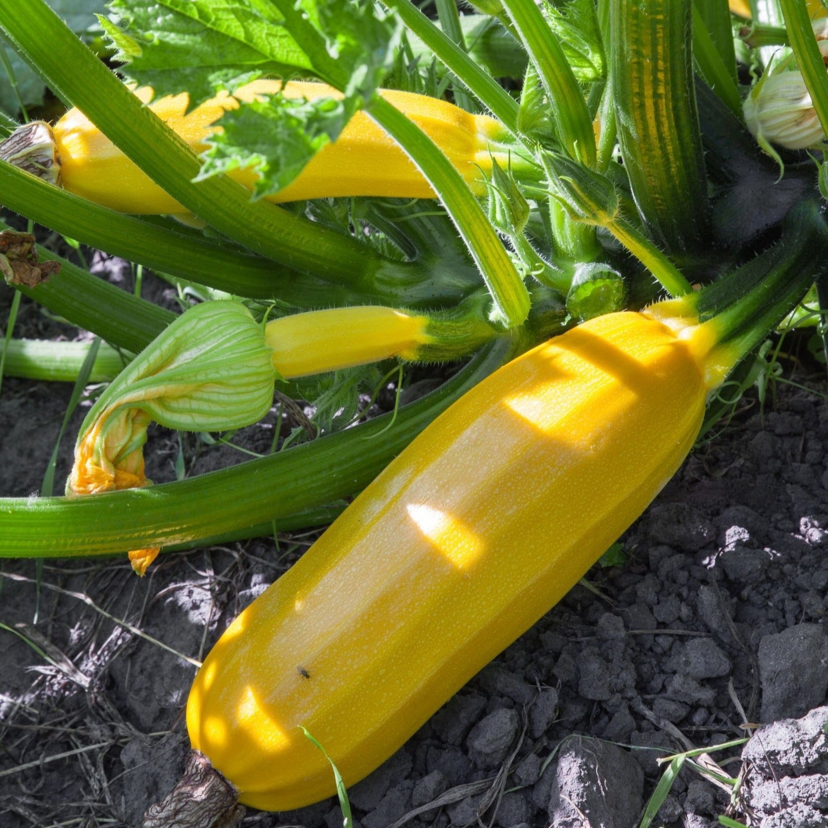 Courgette Jaune Boutique De Plants De Jardins Le Maraicher Du