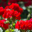 Plants - Géranium Landscaper Red (Moulin Rouge)