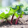 Plants - Rhubarbe Victoria