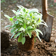 Plants - Sauge