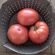 Plants - Tomate rose Abygail