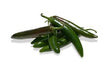 Plants - Piment Serrano Pathfinder