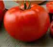Plants - Tomate Big Beef Plus