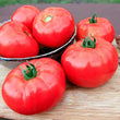 Plants - Tomate rouge Caiman