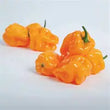 Plants - Piment Habanero orange Chaak