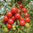 Plants - Tomate cerise rouge Cherry Bomb