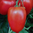 Plants - Tomate ancestrale italienne Cipolla's Pride