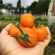 Plants - Tomate cocktail orange Clementine