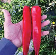 Plants - Piment Guajillo Durango