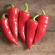 Plants - Piment Fresno Flaming Flare