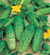 Plants - Cornichon Gherkin Corentine