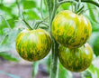 Plants - Tomate Verte Green Zebra