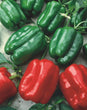 Plants - Poivron rouge Olympus