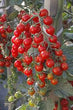 Plants - Tomate cerise rouge Crokini