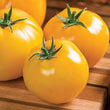 Plants - Tomate Jaune Lemon Boy Hybryd