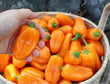 Plants - Poivron ''Mini-Lunchbox'' Orange
