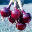 Plants - Oignons Rouge Redwing (6)