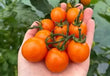 Plants - Tomates cocktail Orange Zinger