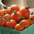 Plants - Tomate cerise orange Orange Zinger