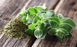 Plants - Oregano