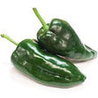Plants - Piment Ancho/Poblano Bastan