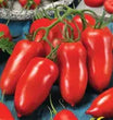 Plants - Tomate italienne Pozzano