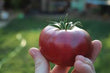 Plants - Tomate mauve Purple Boy Hybrid