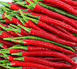 Plants - Piment Cayenne Cheyenne