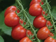 Plants - Tomate cerise ovale Sugar Rush