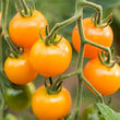 Plants - Tomate cerise orange Sun Sugar