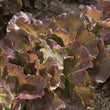 Plants - Laitue Boston rouge (2)