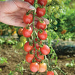 Plants - Tomate cerise rose Sunpeach