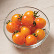 Plants - Tomate Artisan Sunrise Bumble Bee