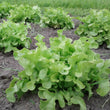 Plants - Laitue feuille de chêne verte (2)