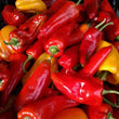 Plants - Poivron ''Corne de Taureau'' rouge Carmen