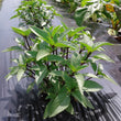 Plants - Basilic cannelle (thaï)