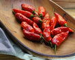 Plants - Piment Habanero rouge Maya