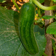 Plants - Cornichon vert