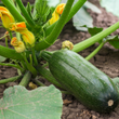 Plants - Courgette verte