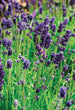 Plants - Lavande ''Lavance Deep Purple''