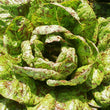 Plants - Laitue romaine Flashy Trout Back (2)