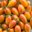 Plants - Tomate Artisan Blush