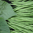 Plants - Haricot filet vert Delinel